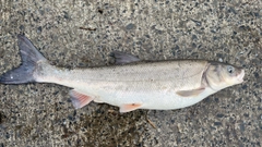マルタウグイの釣果