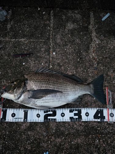 チヌの釣果