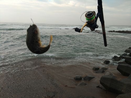 フグの釣果