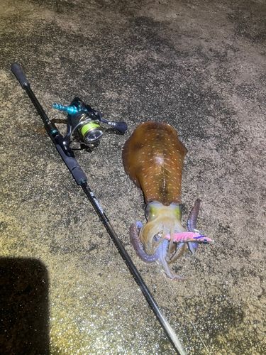 アオリイカの釣果