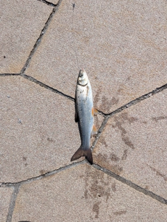 ウグイの釣果