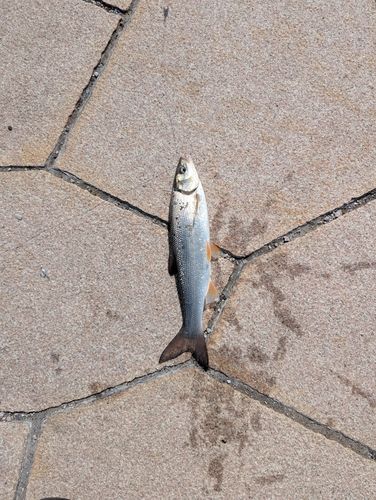 ウグイの釣果