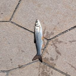 ウグイ