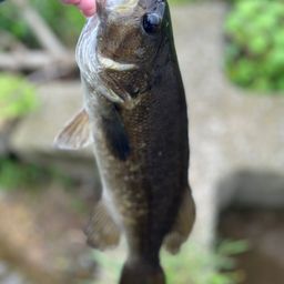 スモールマウスバス