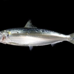 カタボシイワシ