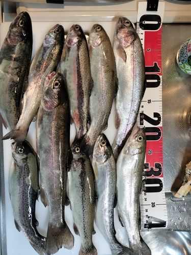 ニジマスの釣果