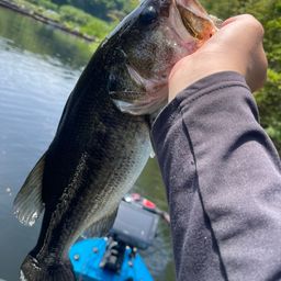 ブラックバス