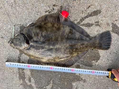 クロガシラガレイの釣果
