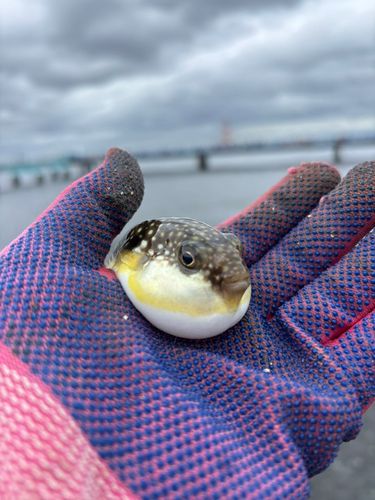 クサフグの釣果