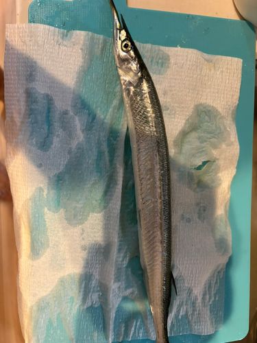 サヨリの釣果