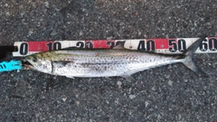 サゴシの釣果