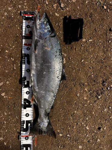サクラマスの釣果