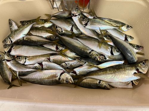 マアジの釣果