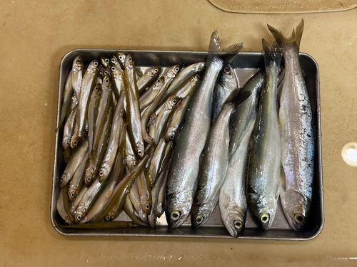 ヒメマスの釣果
