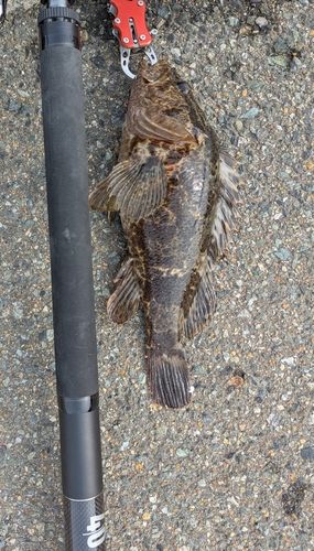 タケノコメバル