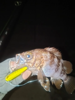 メバルの釣果