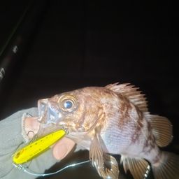 メバル
