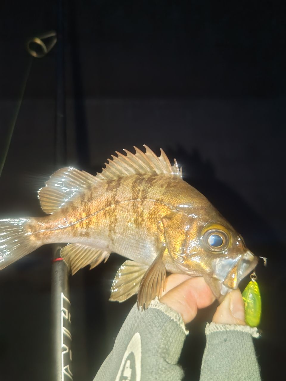 メバル