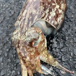 コウイカ