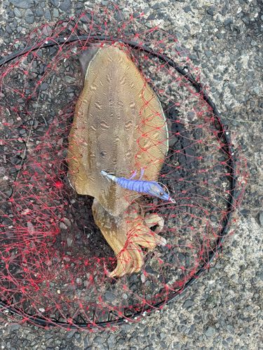 モンゴウイカの釣果