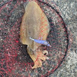 モンゴウイカ