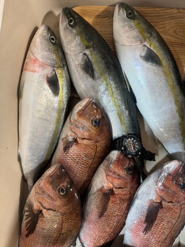 マダイの釣果