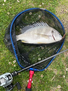キビレの釣果