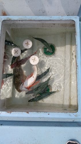サバの釣果