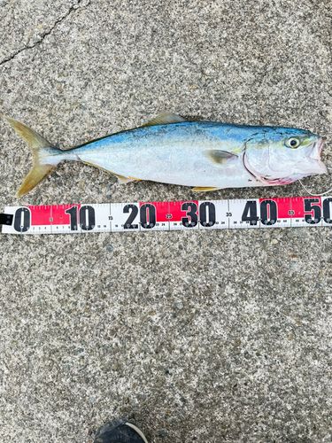 ハマチの釣果
