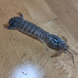 シャコ