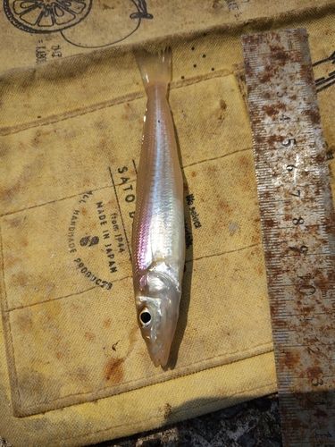 キスの釣果