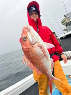 マダイの釣果