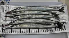 サヨリの釣果