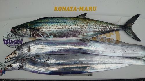 タチウオの釣果
