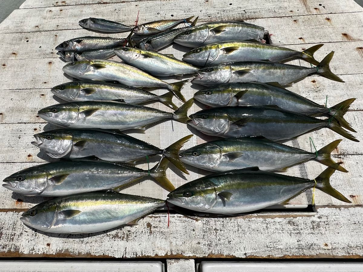 Guest35722682さんの釣果 3枚目の画像