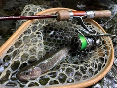 イワナの釣果