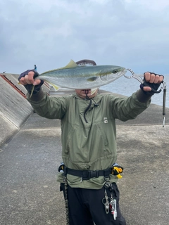 ハマチの釣果