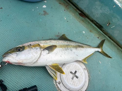 ヒラマサの釣果