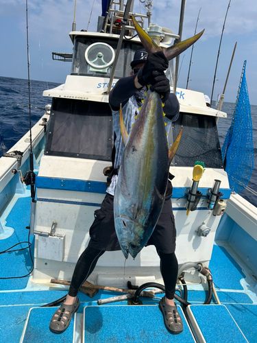 キハダマグロの釣果