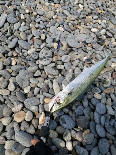 サゴシの釣果