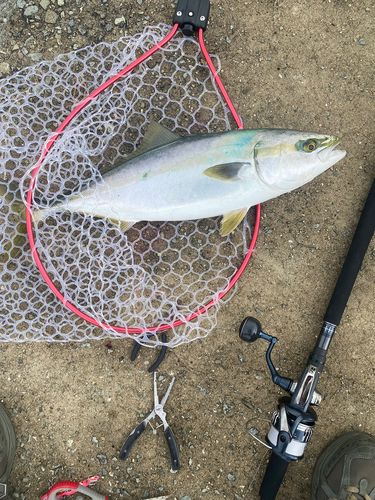 メジロの釣果