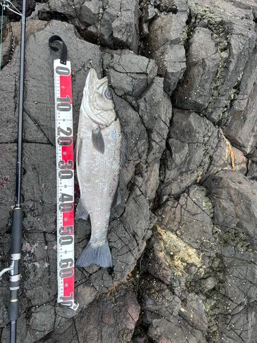 ヒラスズキの釣果