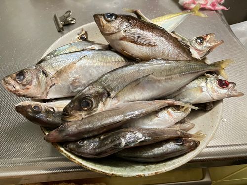 アジの釣果