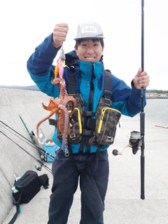 タコの釣果