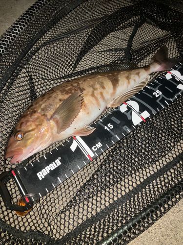 ホッケの釣果