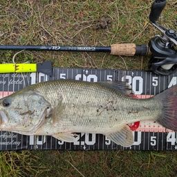 ラージマウスバス