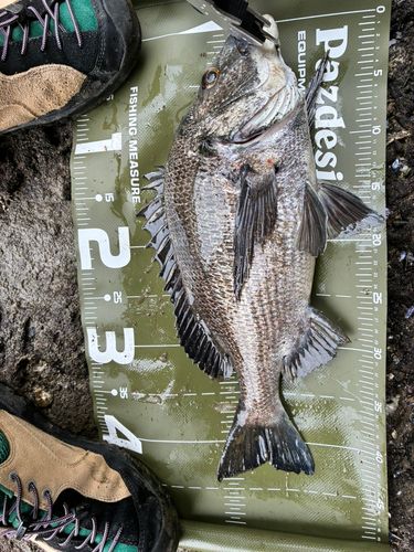 チヌの釣果
