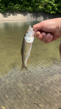 ハスの釣果