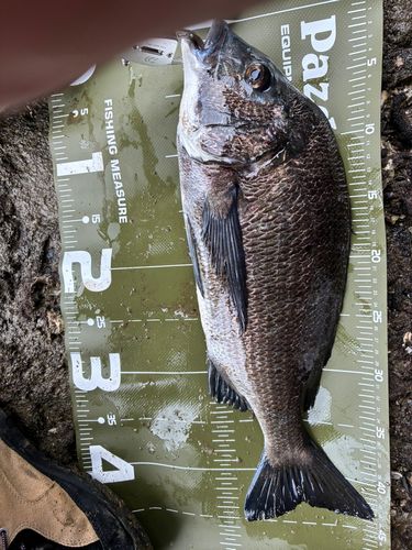 チヌの釣果