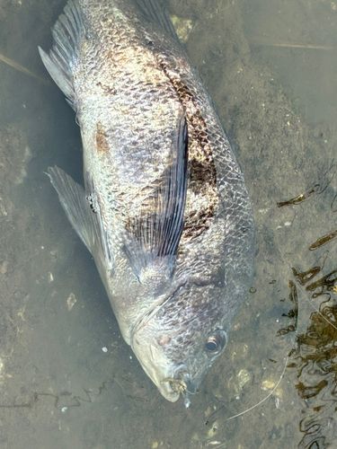チヌの釣果